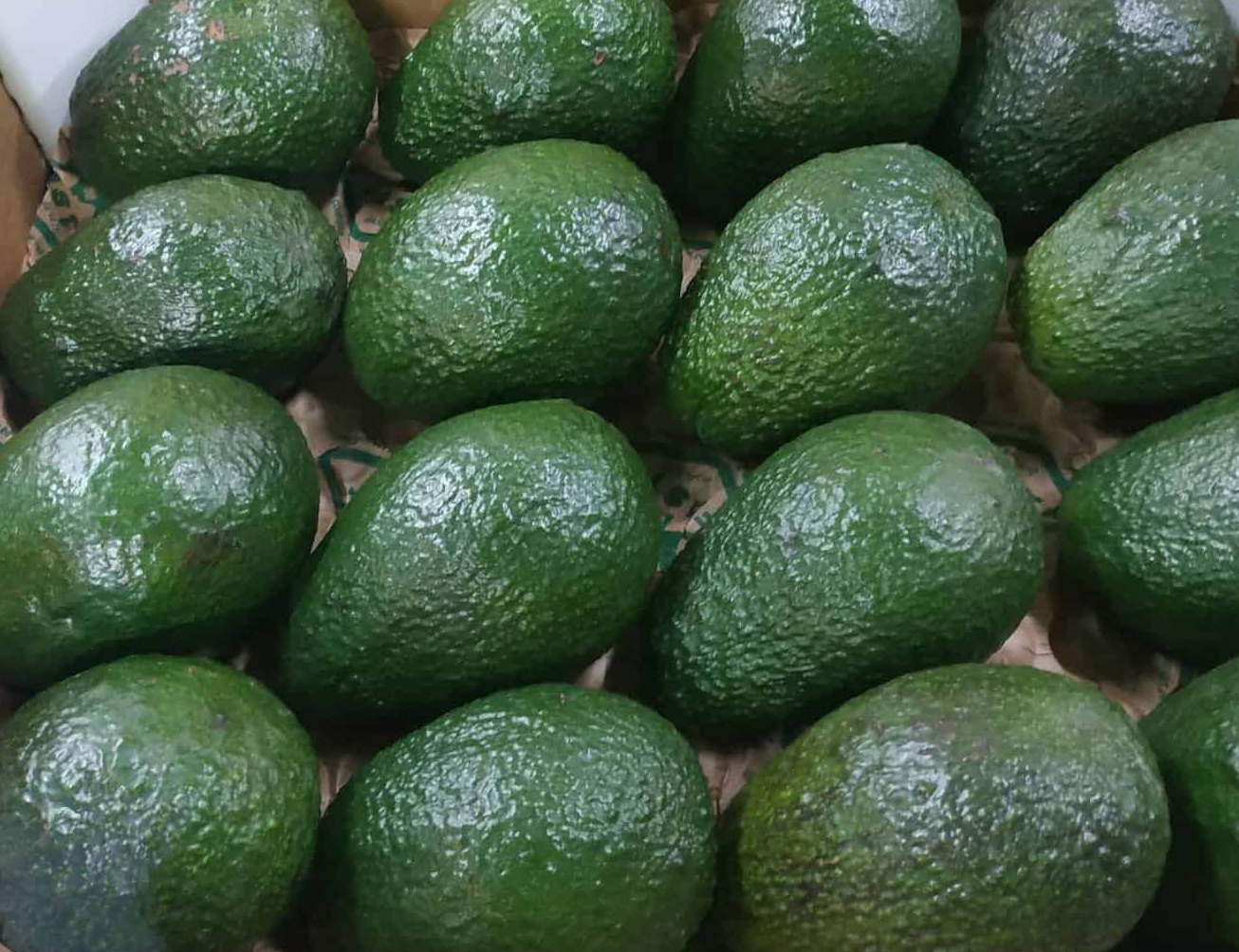 palta